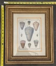 Framed Vintage Illustrations – Decorative Wall Art in Wood Frame