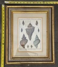Framed Vintage Illustrations – Decorative Wall Art in Wood Frame