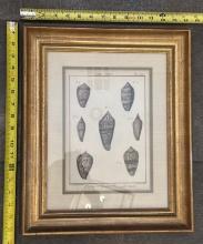 Framed Vintage Illustrations – Decorative Wall Art in Wood Frame 14x17