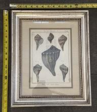 Framed Vintage Illustrations – Decorative Wall Art 14x17
