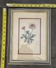 Framed Vintage Illustrations – Decorative Wall Art 10x13