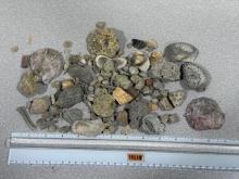 Arrowheads and Artifacts - Fossils found in Virginia