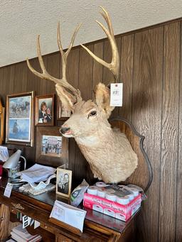 MULE DEER MOUNT