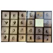 Vintage BurlesqueMale Model Contact Sheet with Original Negatives â€“ 8" x 10" â€“ Burlesque Magazin