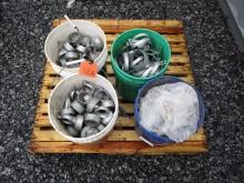 4 Pails of Chain Link Fencing Parts