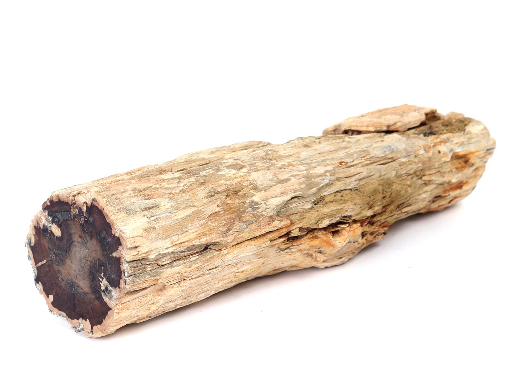 Fine Petrified Thick Wood Branch