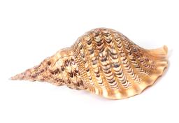 Fifteen Inch Long Triton Sea Shell, Charonia Tritonis