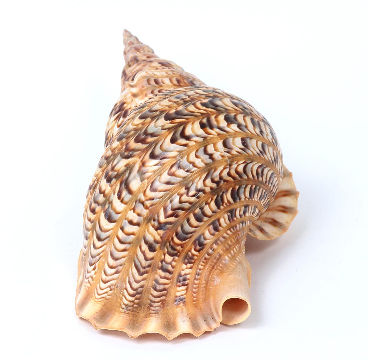 Fifteen Inch Long Triton Sea Shell, Charonia Tritonis