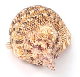 Fifteen Inch Long Triton Sea Shell, Charonia Tritonis