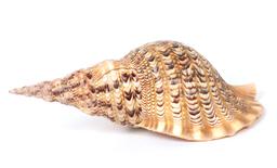Fifteen Inch Long Triton Sea Shell, Charonia Tritonis