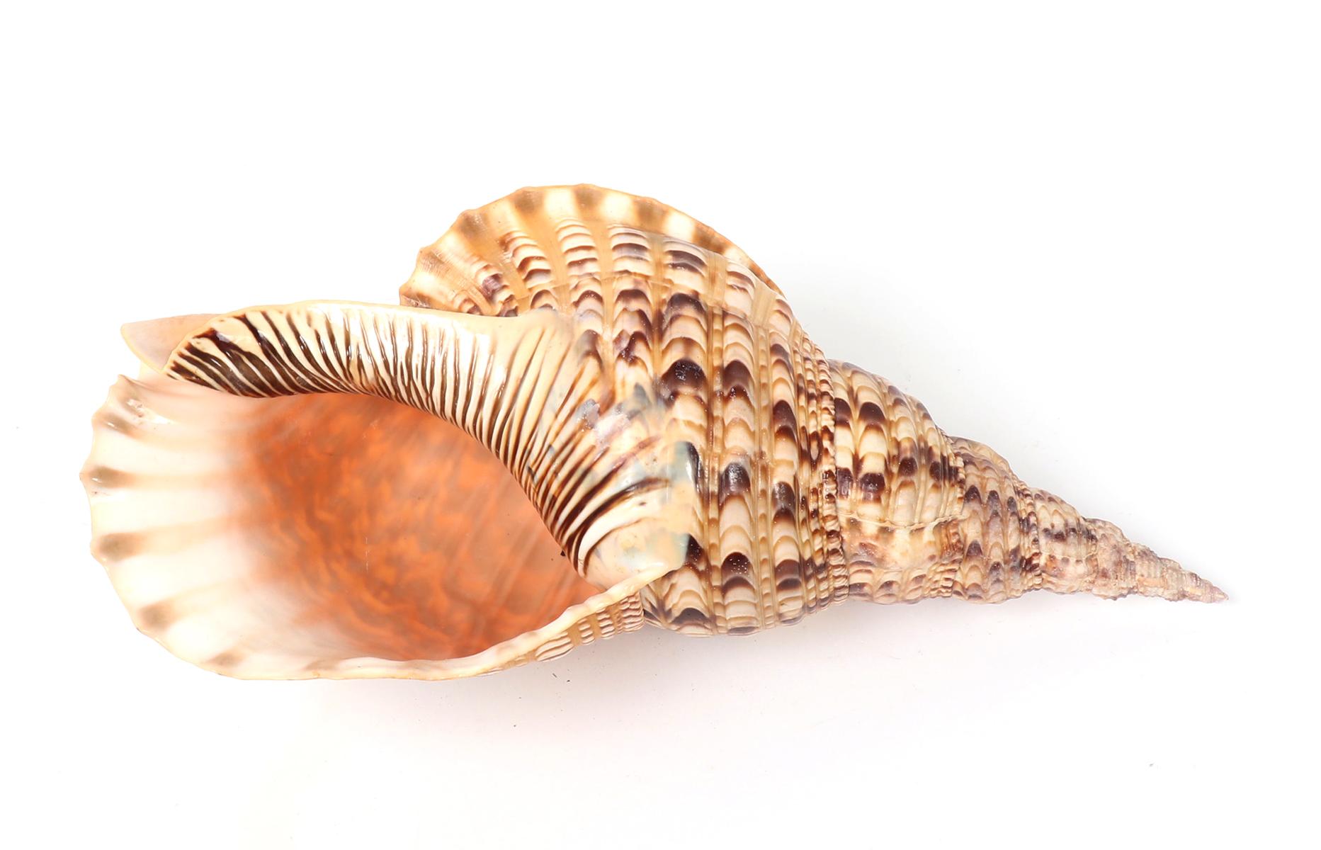 Fifteen Inch Long Triton Sea Shell, Charonia Tritonis