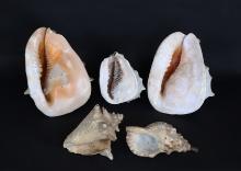 Lot of Large Conch & Sea Shells