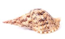 Gorgeous Ten Inch Long Triton Sea Shell