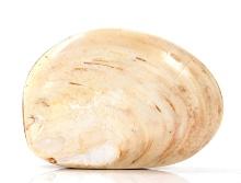 Ancient Fossilized Clam Shell
