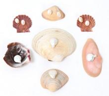 Wonderful Collection of 7 Sea Shells & 10 Pearls