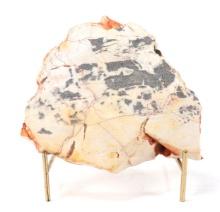 Wonderful Bright Ancient Fossilized Wood on Stand