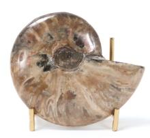 Gorgeous Ancient Ammonite Specimen w/Stand