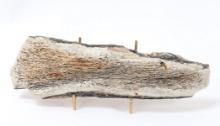 Ancient Wooly Mammoth Bone Section w/Stand