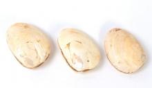 Group of Three Ancient Fossilized Clamshells