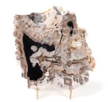 Ancient Petrified Wood Slab with Stand