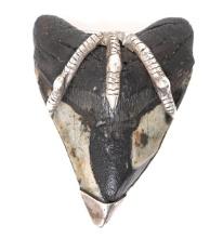 Native American Belt Buckle, Megalodon Tooth