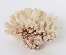 Fine Section of White Coral