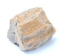 Ancient Fossilized Petrified Wood Section