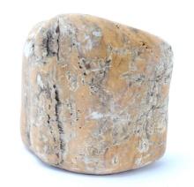 Fossilized Petrified Wood Section