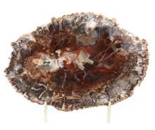Gorgeous Section of Fossilized Wood