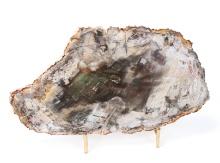 Gorgeous Petrified Wood Slab w/Stand