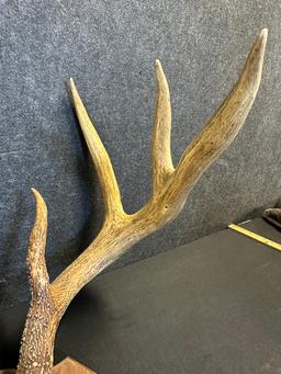 Massive White Tail Resin 8 Point Taxidermy Mount