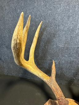 Massive White Tail Resin 8 Point Taxidermy Mount