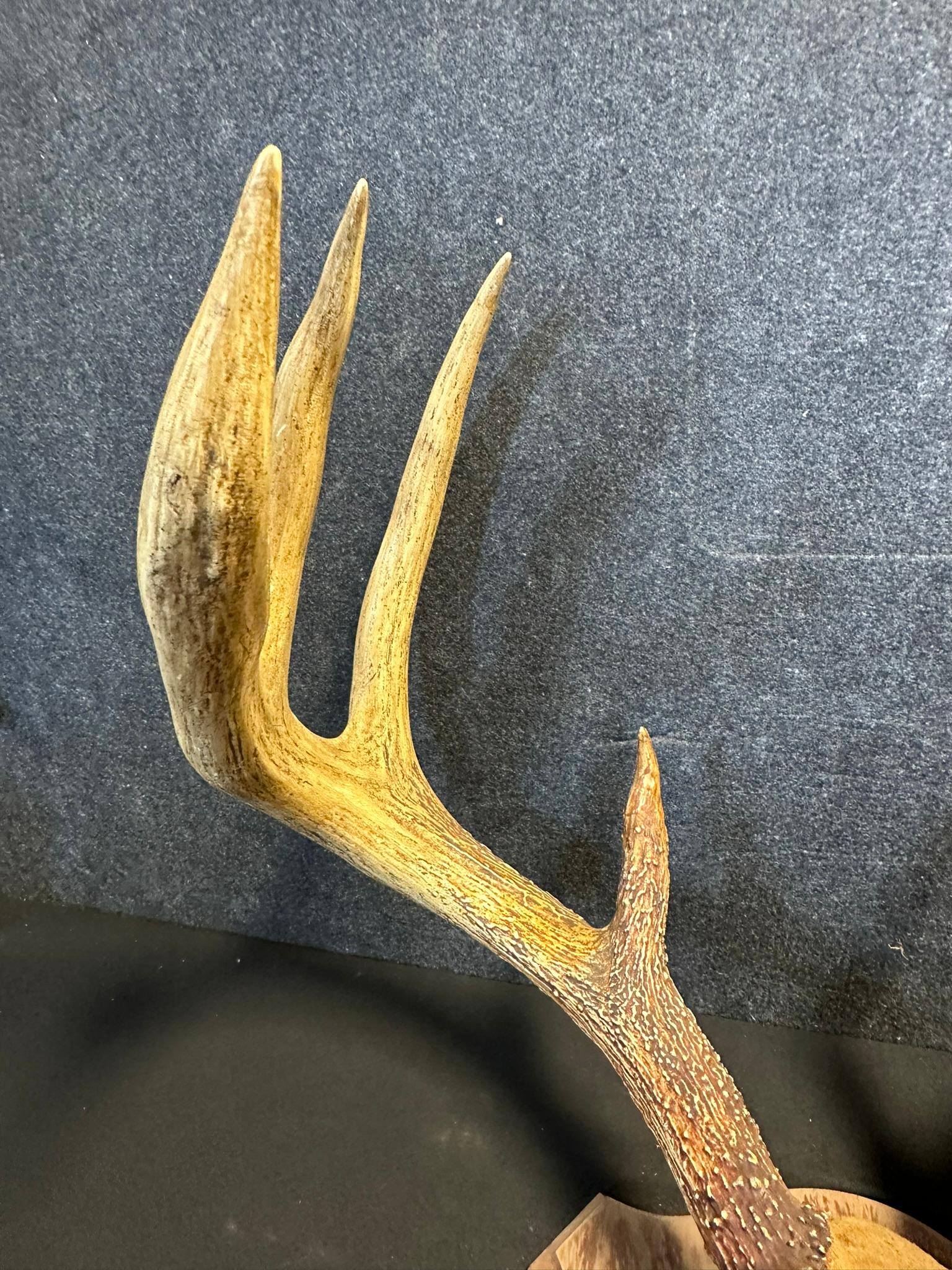 Massive White Tail Resin 8 Point Taxidermy Mount