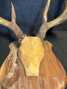 Massive White Tail Resin 8 Point Taxidermy Mount