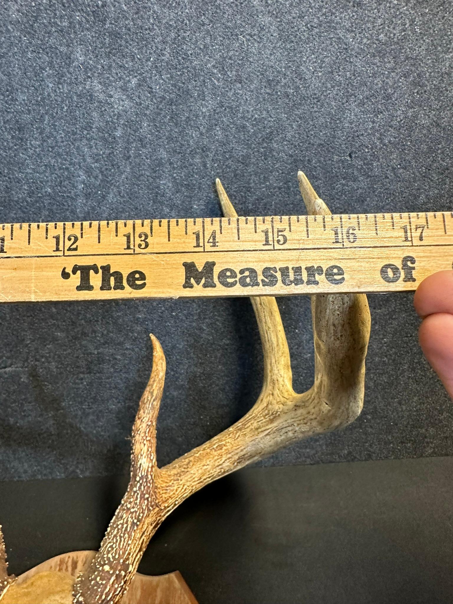 Massive White Tail Resin 8 Point Taxidermy Mount