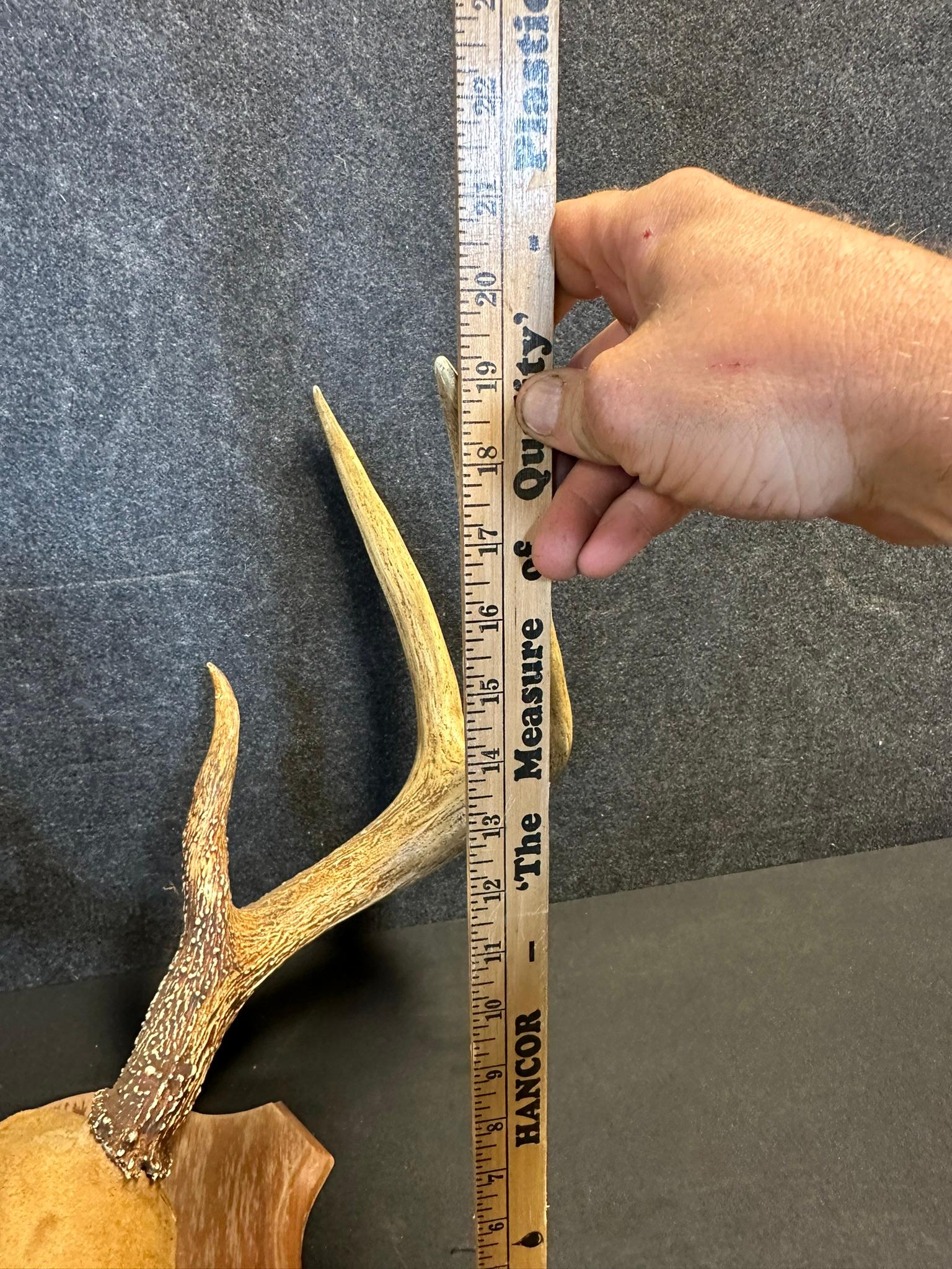 Massive White Tail Resin 8 Point Taxidermy Mount