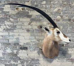 Scimitar Horned Oryx Taxidermy Head Mount