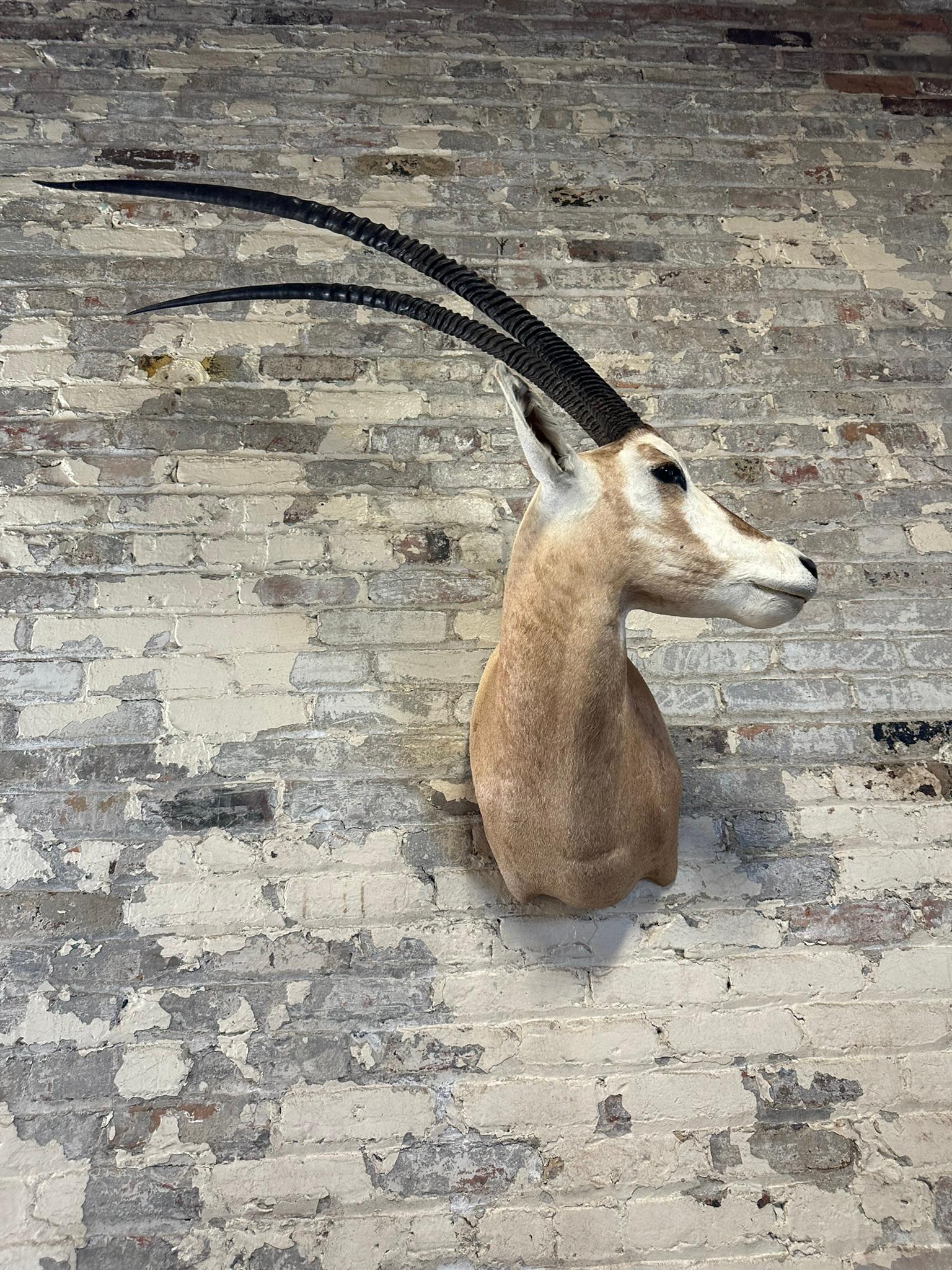 Scimitar Horned Oryx Taxidermy Head Mount