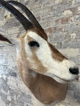 Scimitar Horned Oryx Taxidermy Head Mount