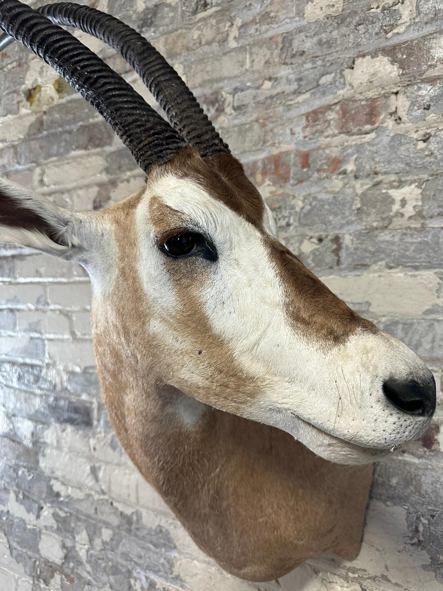 Scimitar Horned Oryx Taxidermy Head Mount