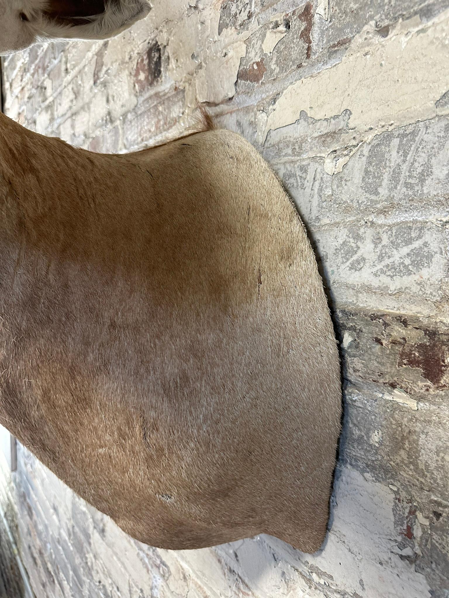Scimitar Horned Oryx Taxidermy Head Mount