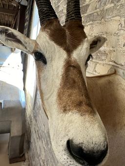 Scimitar Horned Oryx Taxidermy Head Mount