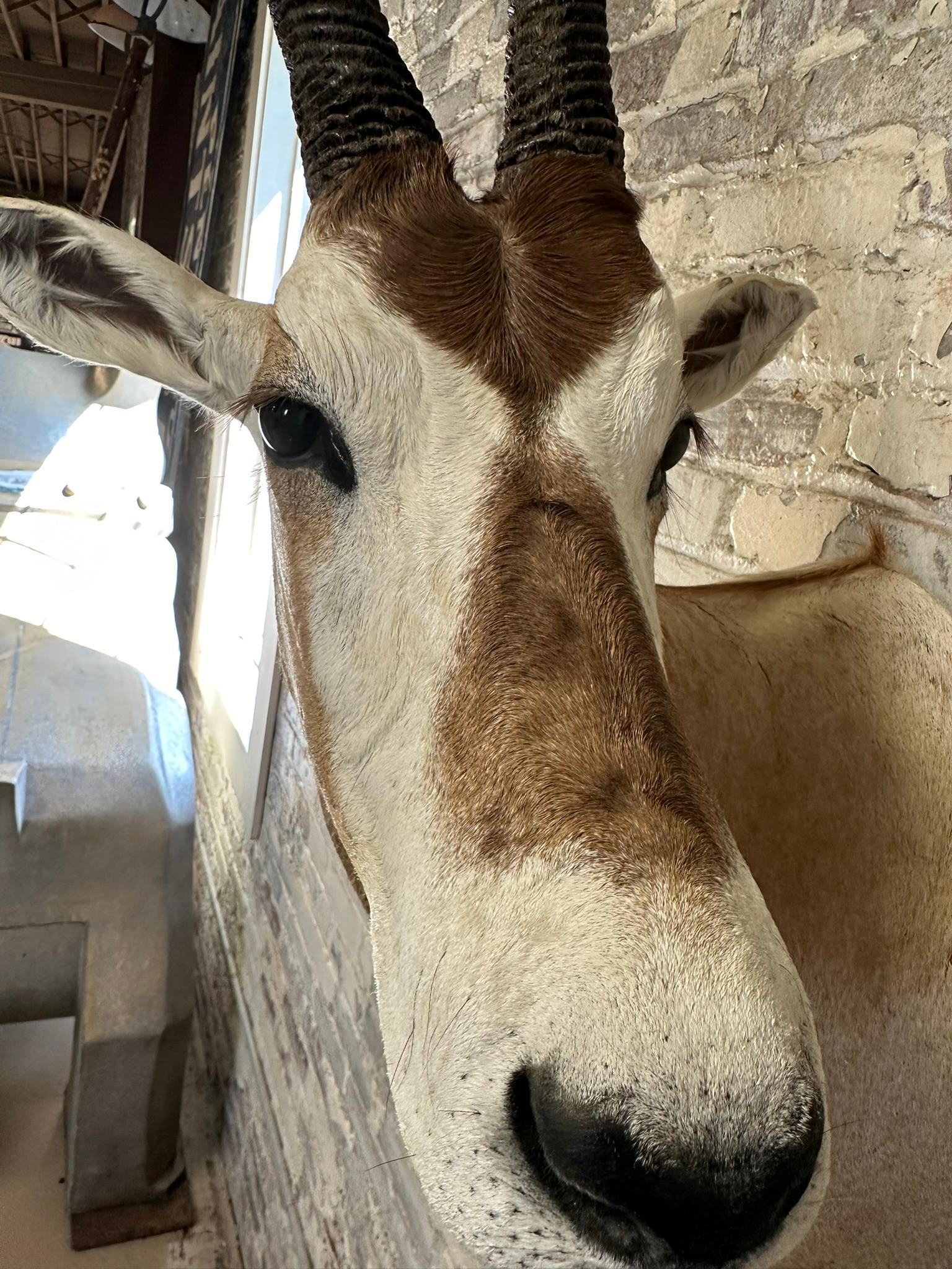 Scimitar Horned Oryx Taxidermy Head Mount