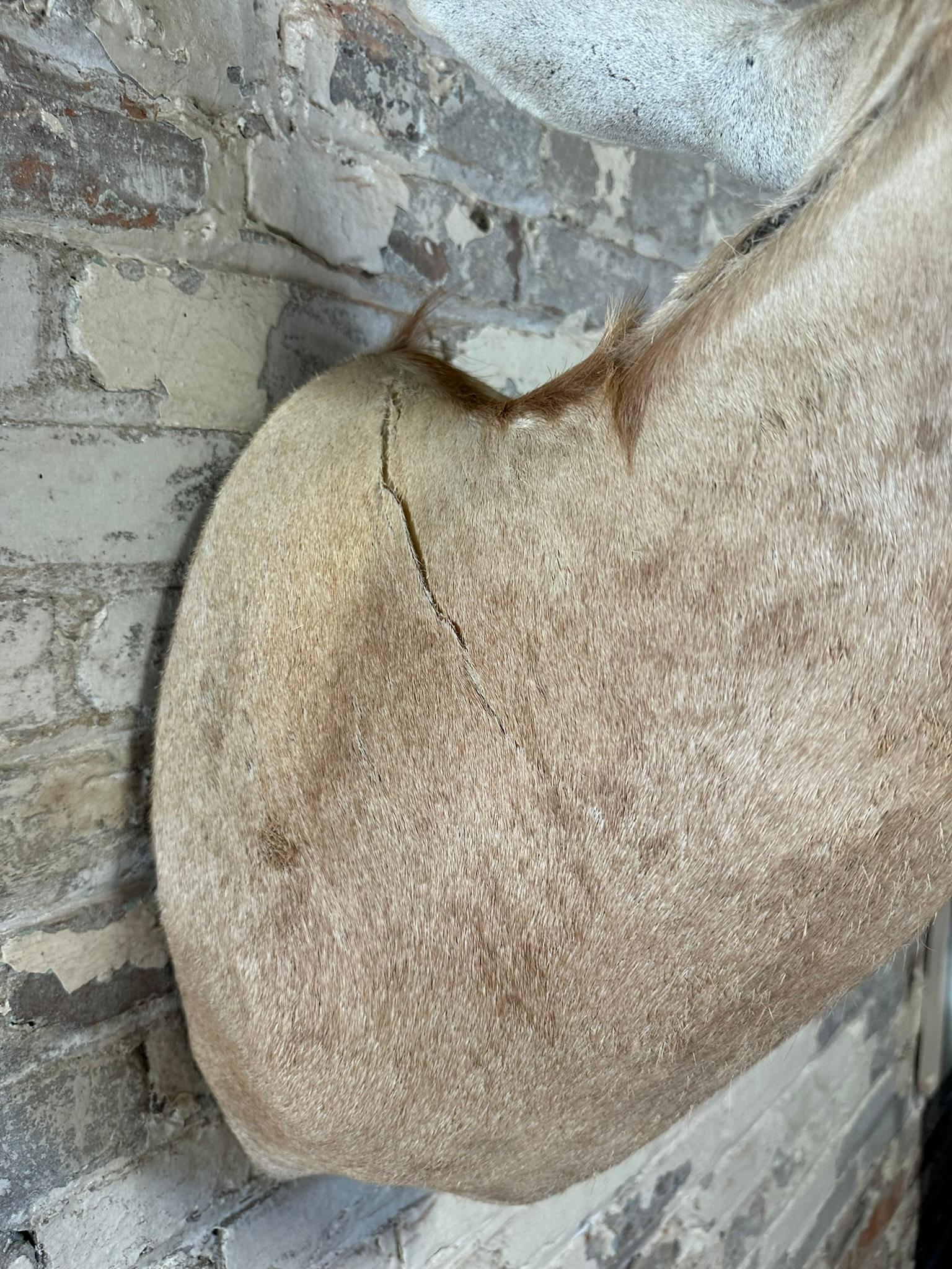 Scimitar Horned Oryx Taxidermy Head Mount