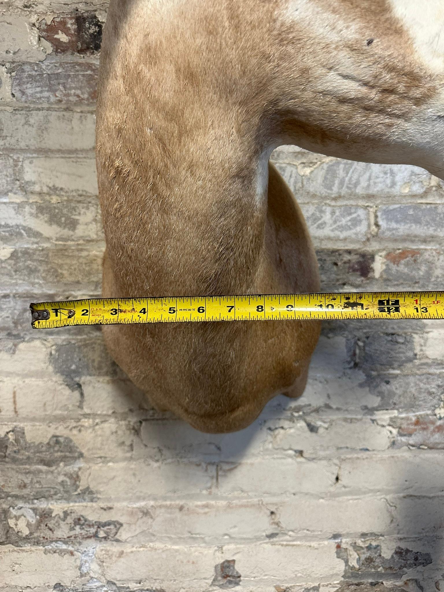 Scimitar Horned Oryx Taxidermy Head Mount
