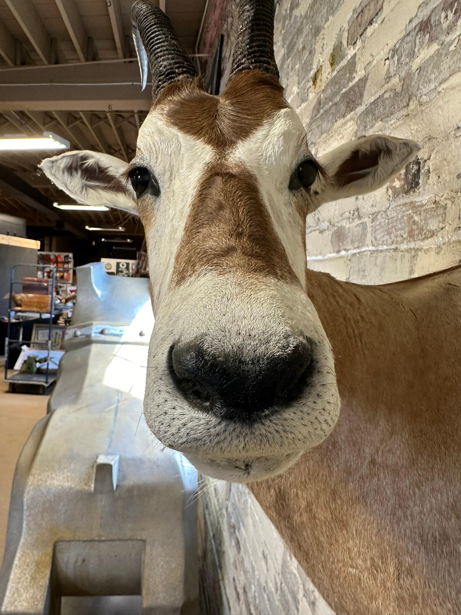 Scimitar Horned Oryx Taxidermy Head Mount