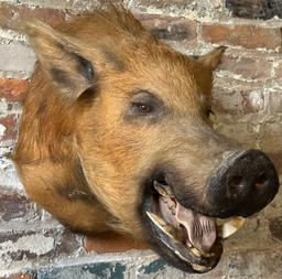 Wild Boar Taxidermy Head Mount