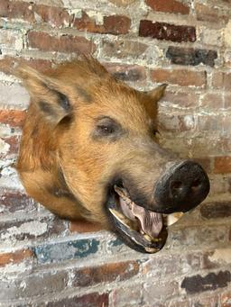 Wild Boar Taxidermy Head Mount