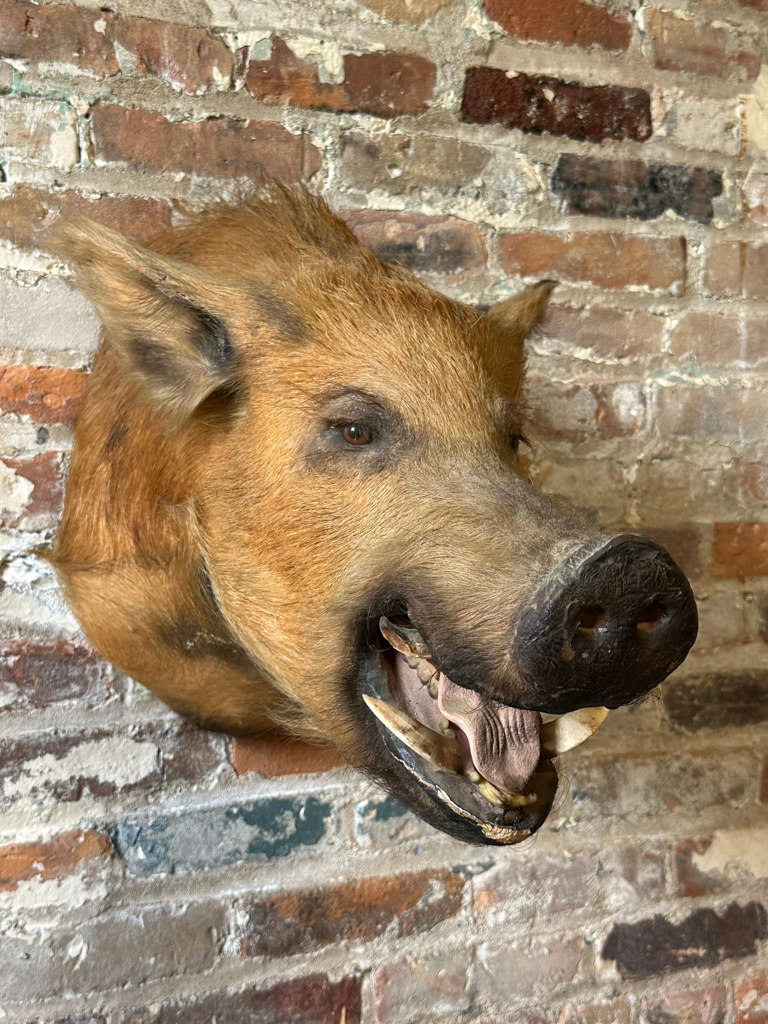 Wild Boar Taxidermy Head Mount