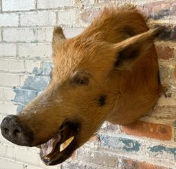 Wild Boar Taxidermy Head Mount